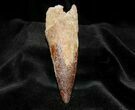 Huge Inch Spinosaurus Tooth - Great Preservation #303-2